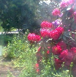 Kate's late November writing