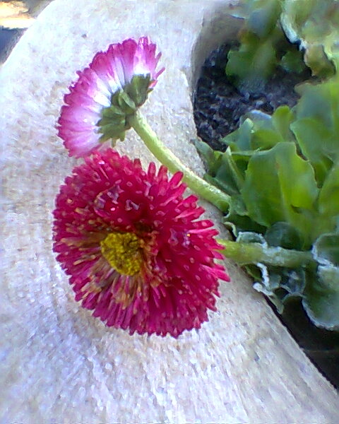 flowers on monday 16th January 2012 - Glimpses between the cracks:Alice's Looking Glass