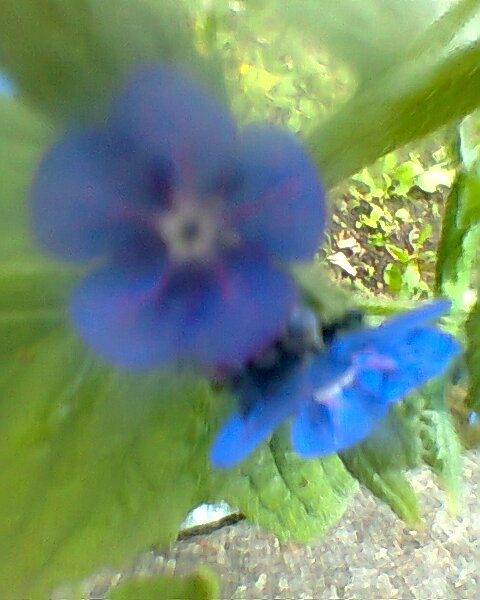 Flowers and trees in April