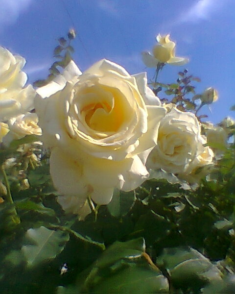 The intensity of flowers