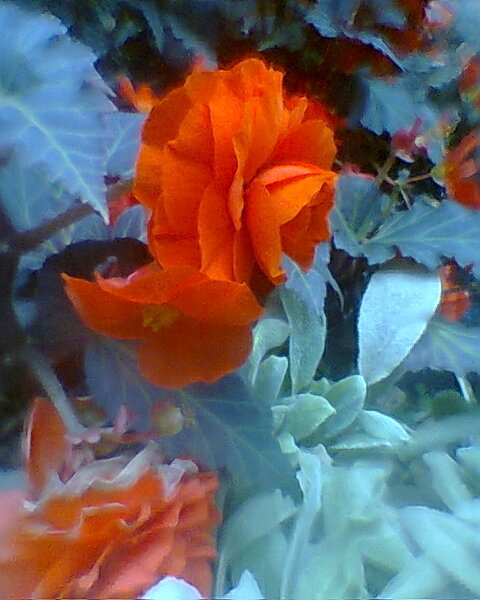 The intensity of flowers