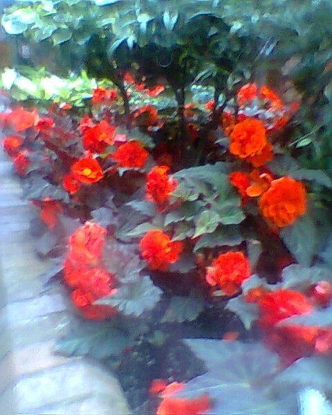 The intensity of flowers