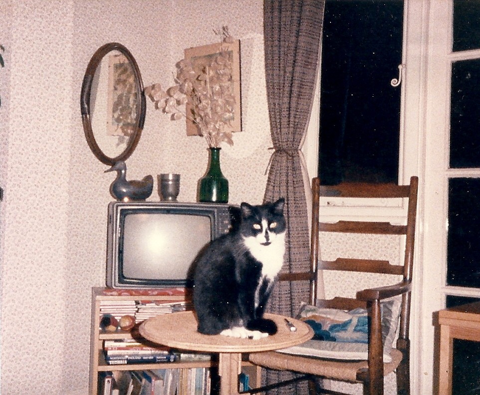 The cat is watching you