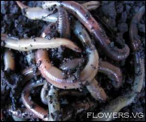 The song of the worm - Glimpses between the cracks:Alice's Looking Glass