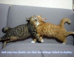 funny_cat_pictures_229