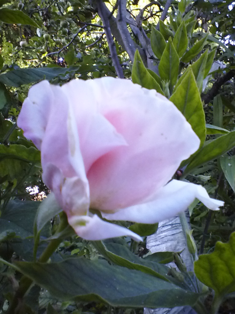 IMG_20130820_072103 (2)