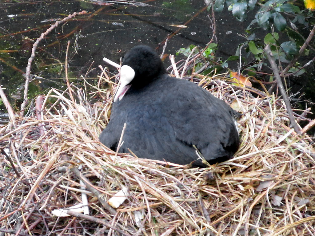 Coot sitting on her eggs