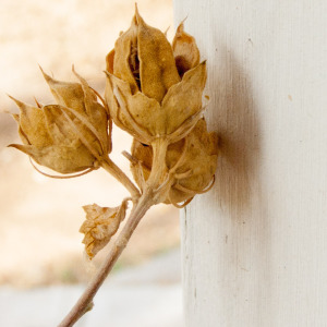 rose of sharon seed pod