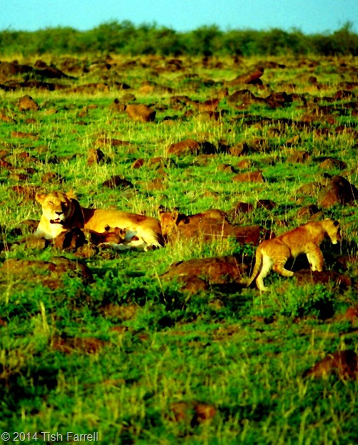 Scan-140726-0003 (10)