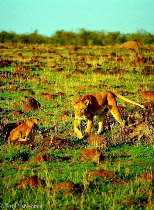 Scan-140726-0004 (8)