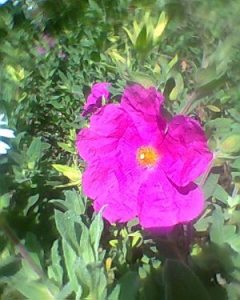 6398819_eff2ac111c_m