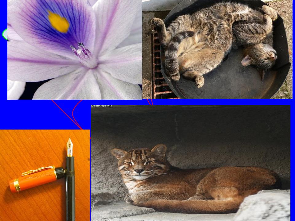 Cat pen and flower collage2