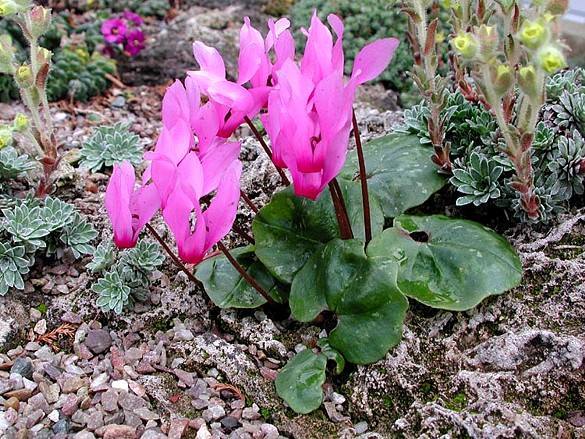 1654014_1483389821939275_2168825124339294135_n