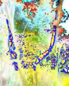 6819924_f1126074c2_m   brighter