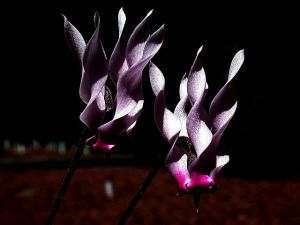 cyclamen black
