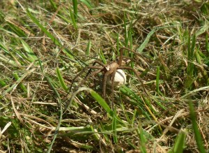 Nursery_Web_Spider_(8990141331)
