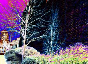 coloured tree and sshadow