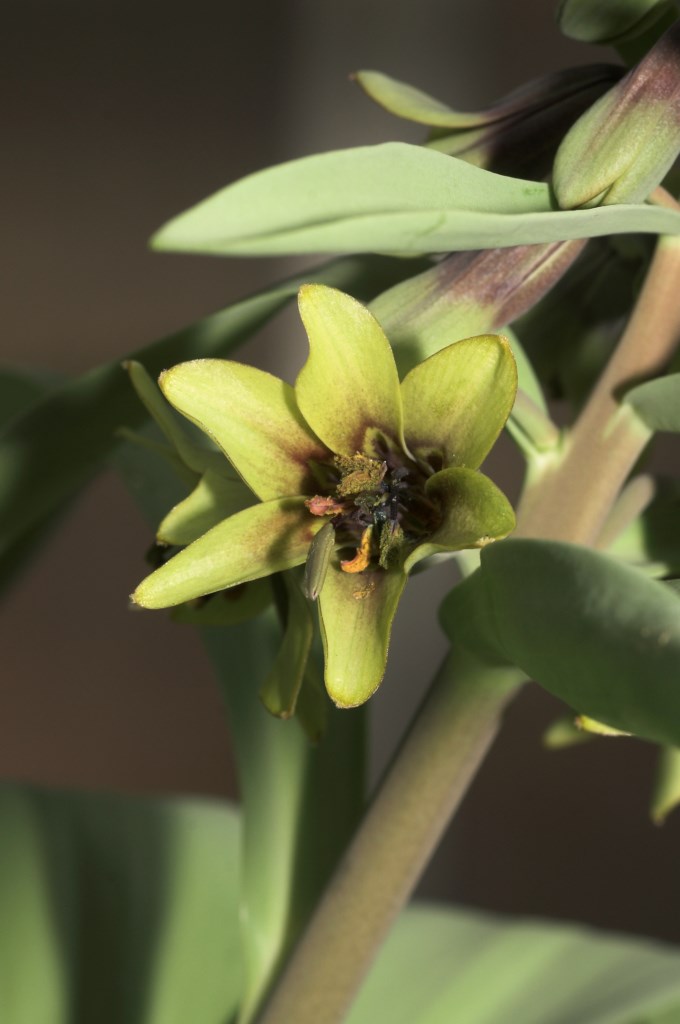 Fritillaria sewerzowii Green_15-2 [1024x768]