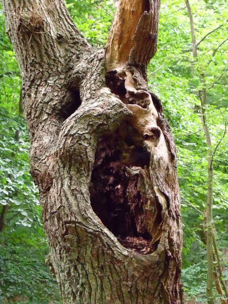 Epping forest 20 8 2010 028