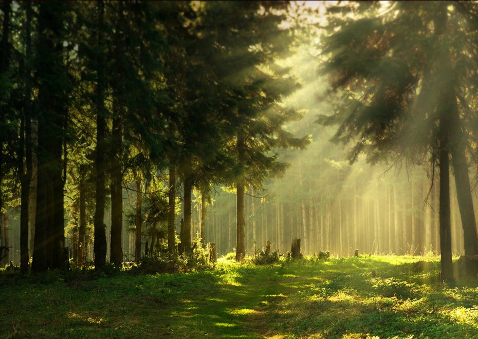 Kings-oak-Epping-Forest1