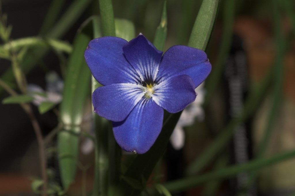 Tecophilaea cyanocrocus Leightlinii_15-6 [1024x768]