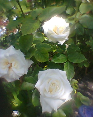 6398833_5094dd0aac_m