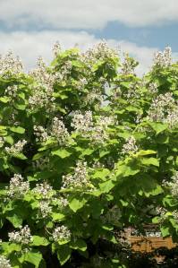 Catalpa bignonioides aurea_15-4 [1024x768]