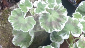 KODAK Digital Still Camera