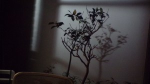 KODAK Digital Still Camera