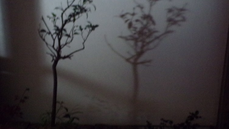 KODAK Digital Still Camera