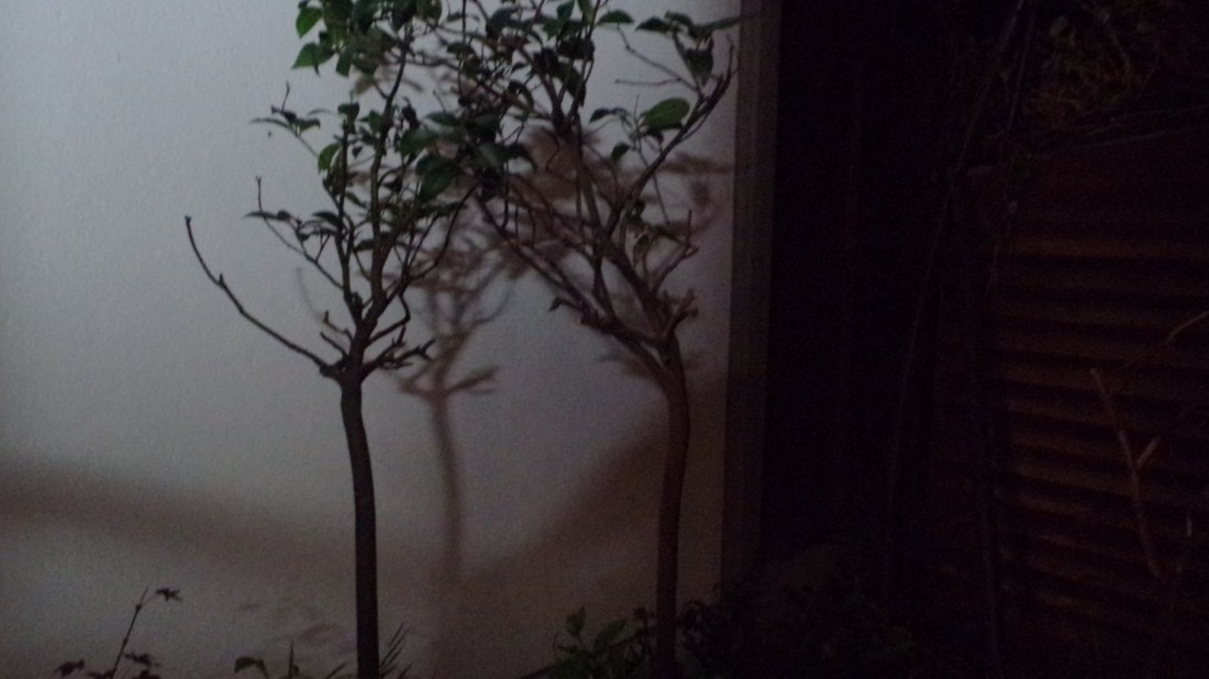 KODAK Digital Still Camera