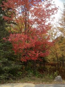 12105741_10206464066693881_2828908179389919567_n