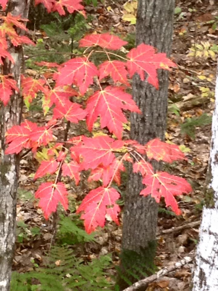 12105758_10206464057813659_854855306552417106_n