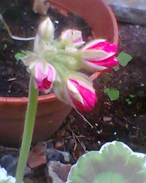 11919118_607097106096838_3210654824898676568_n