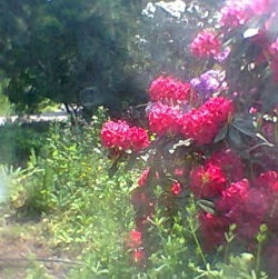 6396477_69682eacb4_m