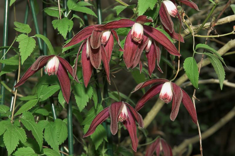 Clematis koreana Purple Rain_12-2 [800x600]