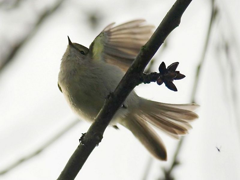 Chiffchaff_1