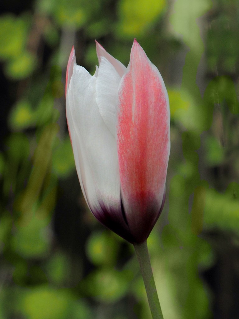 M4103903 [1024x768].JPG