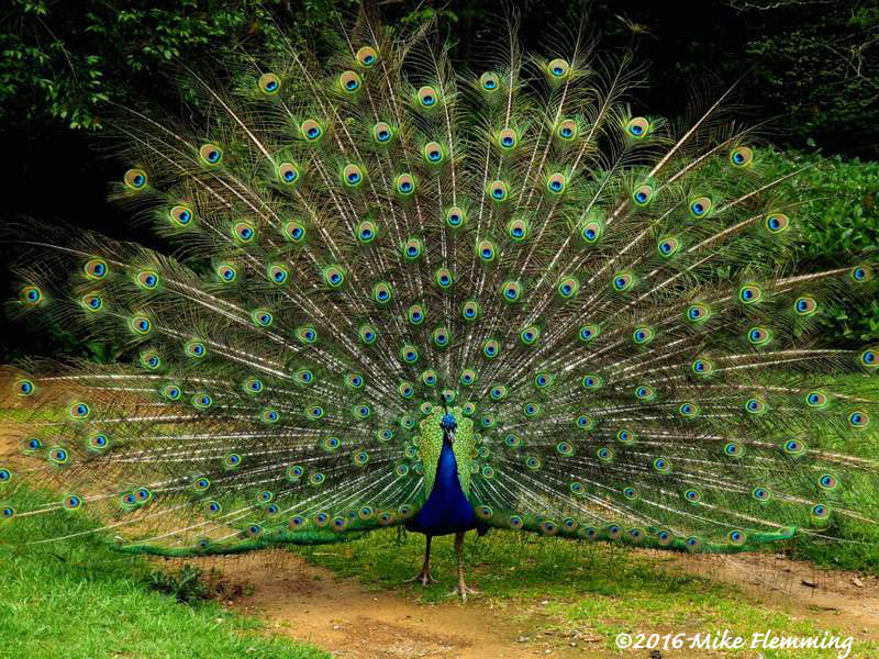 Nuneham_2016-3 [800x600].jpg