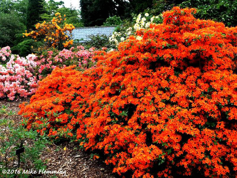 Nuneham_2016-4 [800x600]