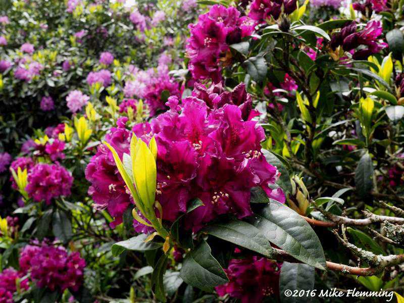 Nuneham_2016-5 [800x600]