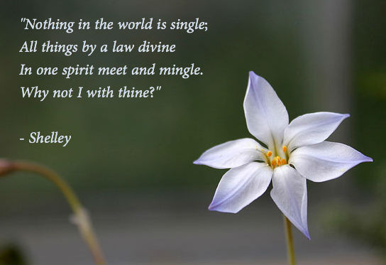 shelley-world-single1