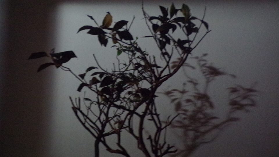 11218468_607677879372094_2989692974279006762_n