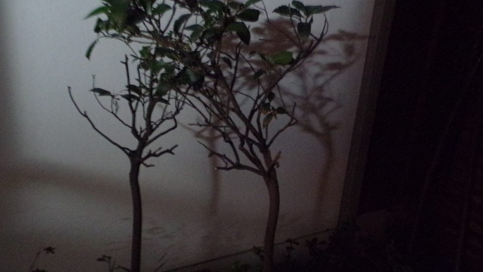 11873730_607677619372120_8172549615792536178_n