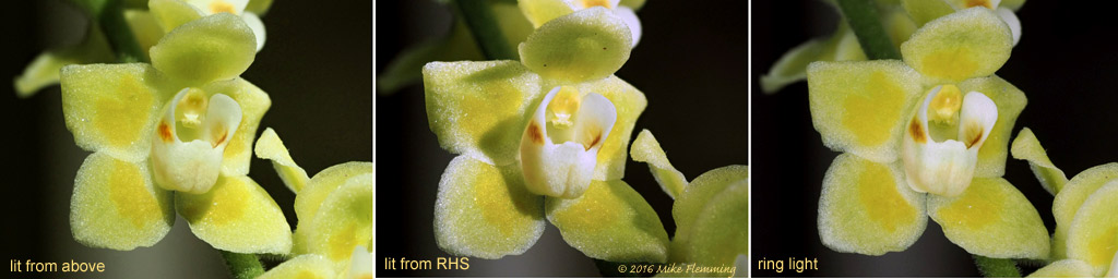 Chiloschista-parishii_light