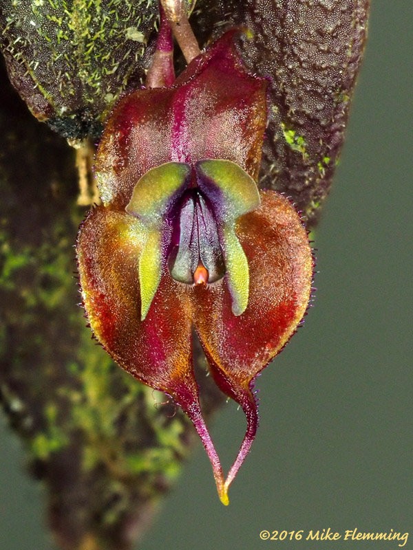 Lepanthes-gargoyla_2016.jpg