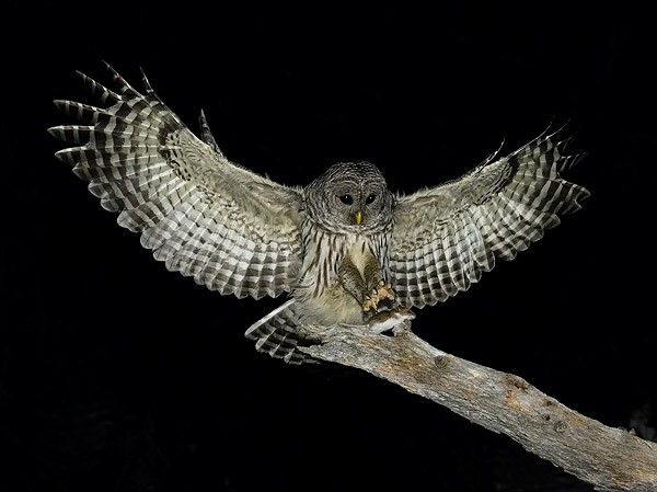 barredowl-by-a-j-hand-talonsclose