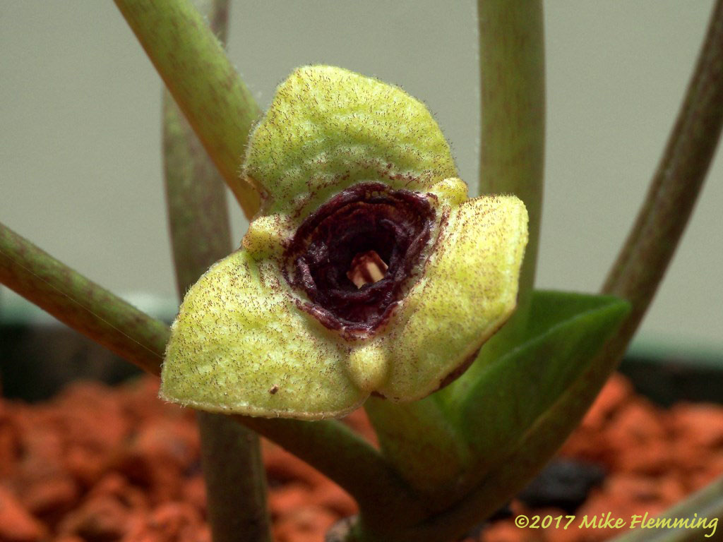 Asarum senkakuinsulare Hatusima.JPG