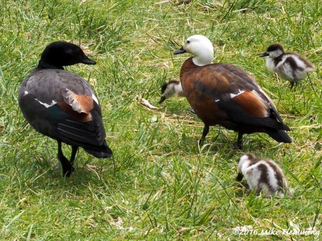 nz_paradiseshelduck