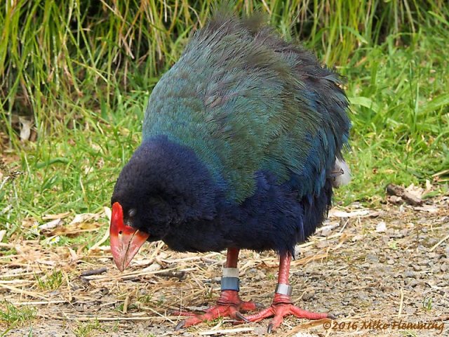 nz_takahe